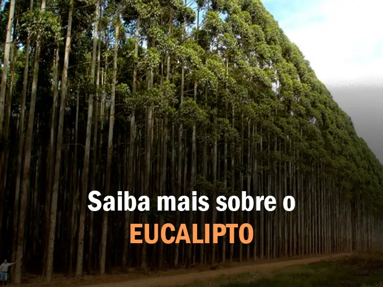 floresta de eucalipto reflorestamento